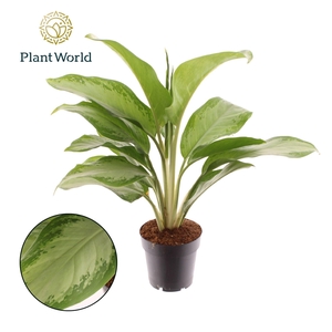 Aglaonema Silver Queen