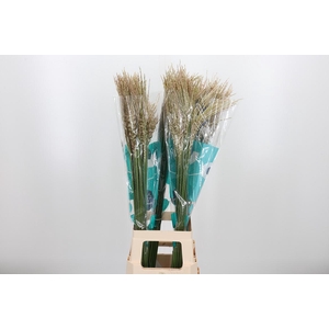 Misc Sin White Cloud