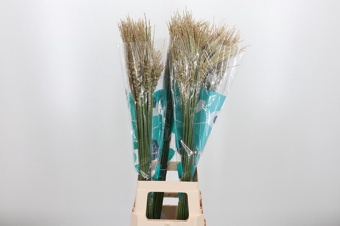 <h4>Misc Sin White Cloud</h4>