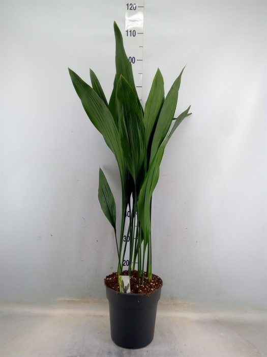 <h4>Aspidistra elat.</h4>