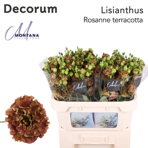 Eust Rosanne Terracotta Montana