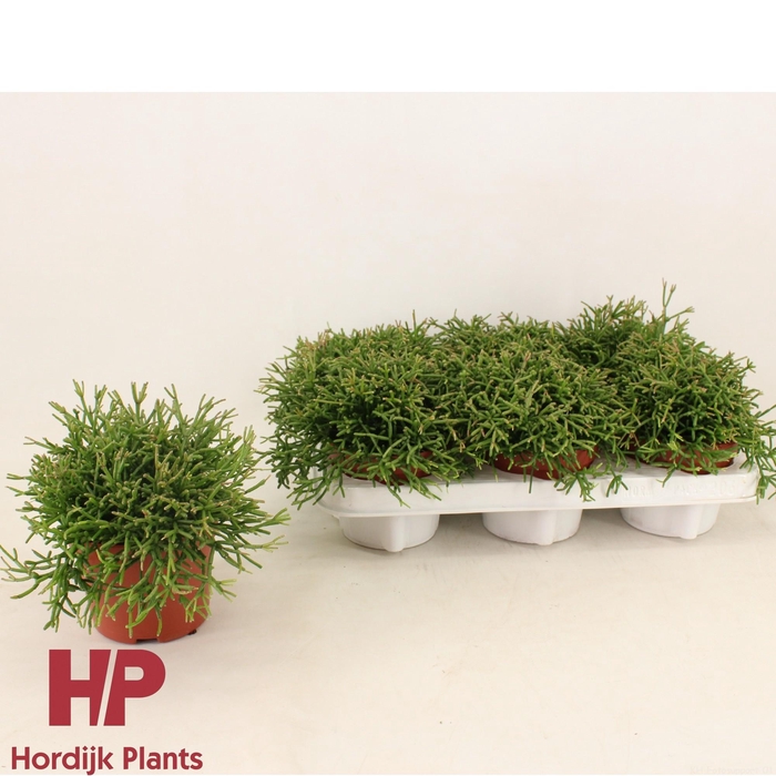<h4>Rhipsalis clavata 12cm</h4>