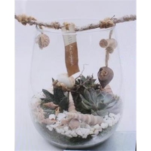 2710 DRUPPEL SUCC SCHELP