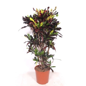 Codiaeum Mammi (Croton)