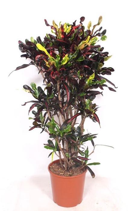 <h4>Codiaeum Mammi (Croton)</h4>