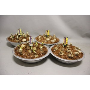 Bol op pot Narcis zinken schaal 29cm Divers