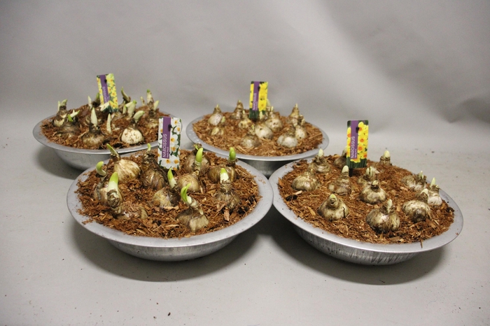 <h4>Bol op pot Narcis zinken schaal 29cm Divers</h4>