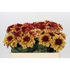 Dahlia Creme de Cognac