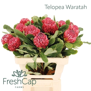 Telopea Waratah Bicolor
