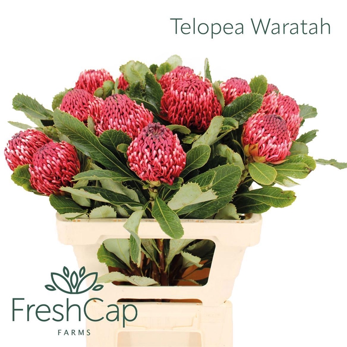 <h4>Telopea Waratah Bicolor</h4>