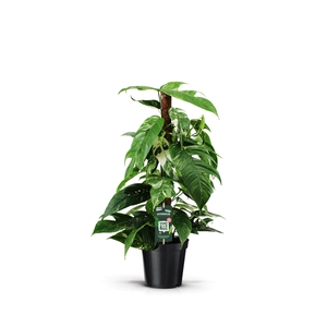 Epipremnum Pinnatum Variegata 80mos