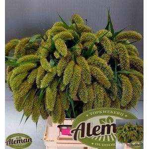 SETARIA ITALICA