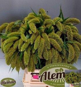 <h4>SETARIA ITALICA</h4>