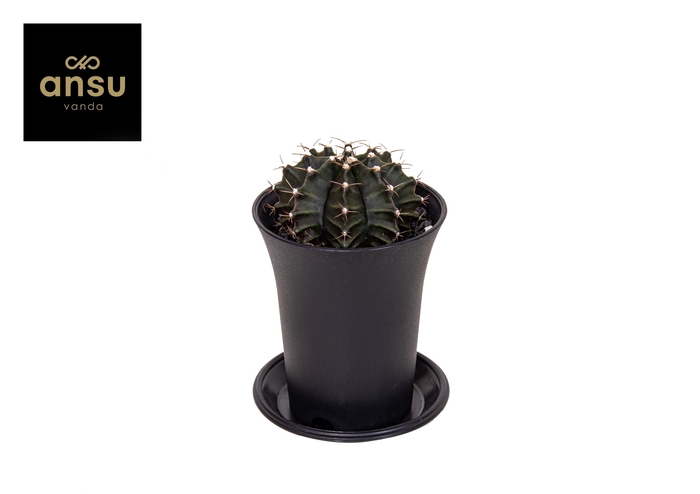 <h4>Gymno Cactus 'Green'</h4>