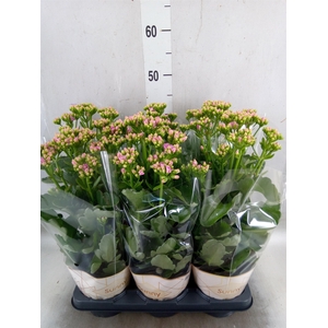 Kalanchoe  'RoseFlow Graceful Pink'