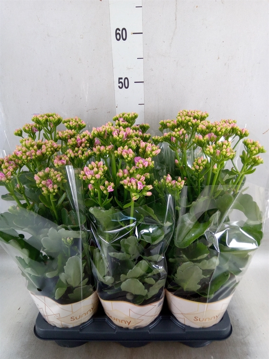 <h4>Kalanchoe  'RoseFlow Graceful Pink'</h4>
