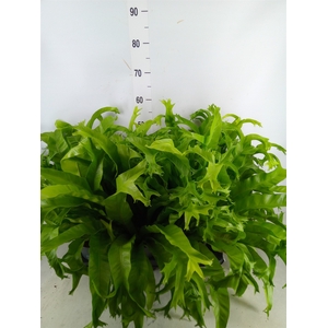 Asplenium nidus 'Crissie'
