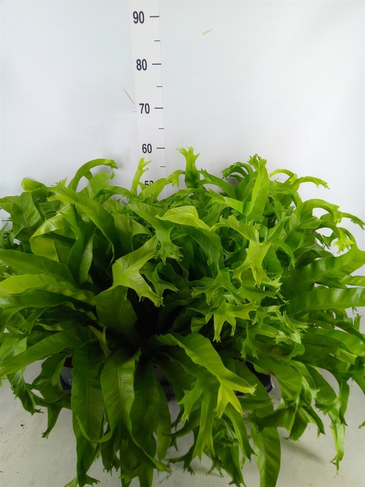 <h4>Asplenium nidus 'Crissie'</h4>