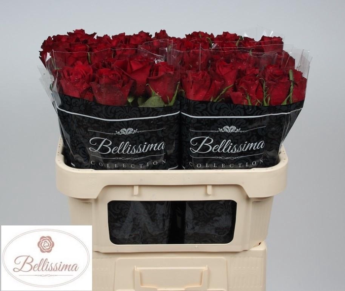 <h4>R GR EVER RED</h4>