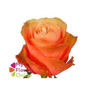 R Gr Kahala Salmon 50cm EC