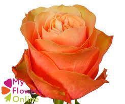 <h4>R Gr Kahala Salmon 50cm EC</h4>