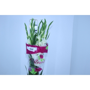 NÃO USAR GLADIOLO 100 CM BRANCO