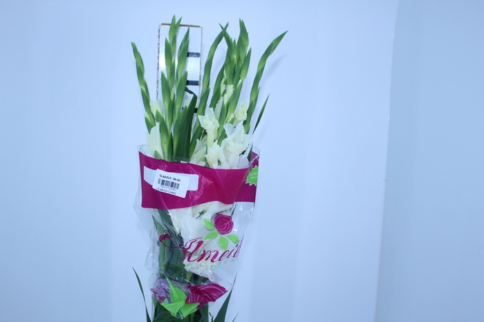 NÃO USAR GLADIOLO 100 CM BRANCO