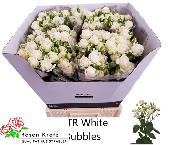 <h4>R TR WHITE BUBBLES</h4>