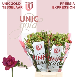 Freesia du Expression