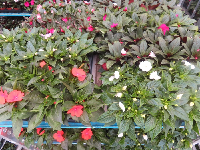 <h4>IMPAT NG MIXK 4 KL</h4>