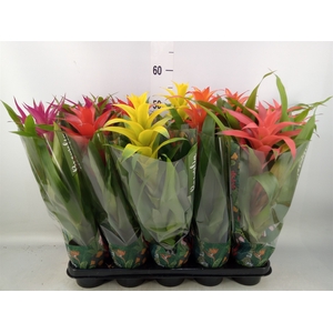 Guzmania   ...mix