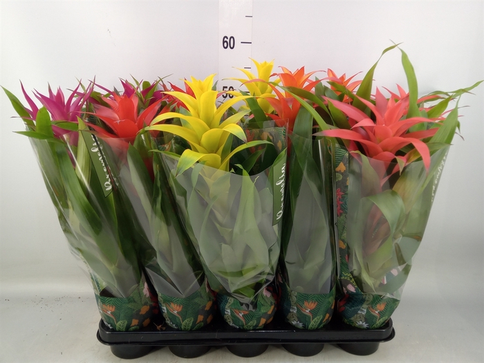 <h4>Guzmania   ...mix</h4>