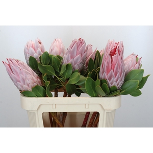 Protea Cynaroides