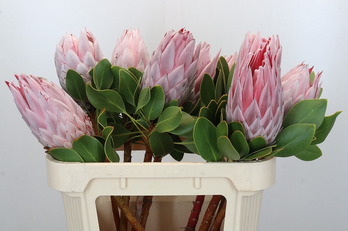 Protea Cynaroides