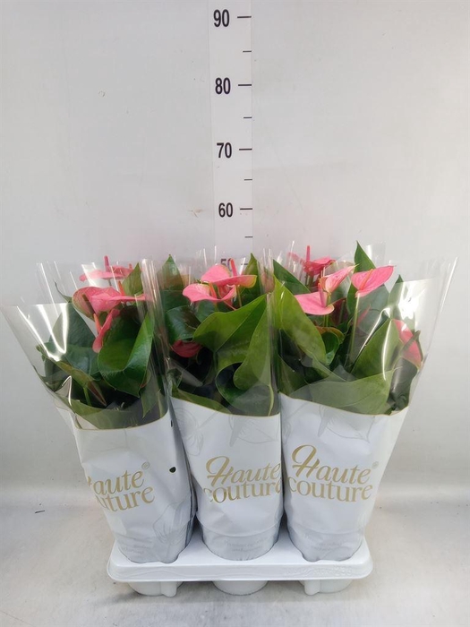 <h4>Anthurium andr. 'Sweet Dream'</h4>