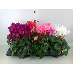 Cyclamen MD 'Macro'