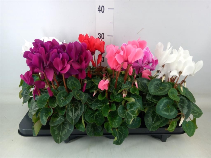 <h4>Cyclamen MD 'Macro'</h4>