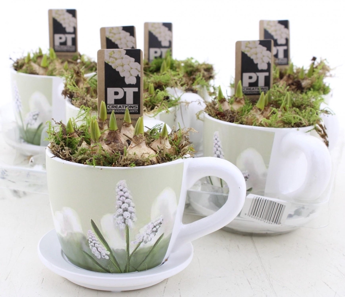 <h4>ARR MUSCARI</h4>