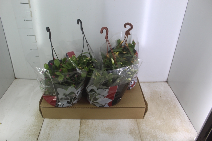 <h4>FLOR DE MAIO C21</h4>