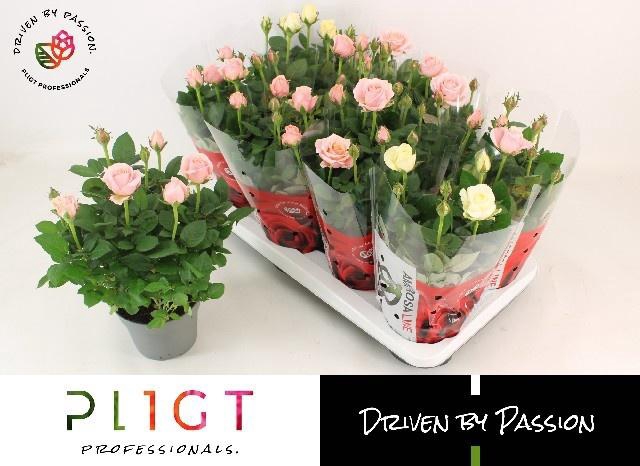 <h4>RO INFINITY GEM</h4>