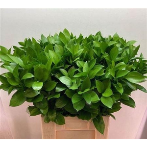 Ruscus Hypophyllum