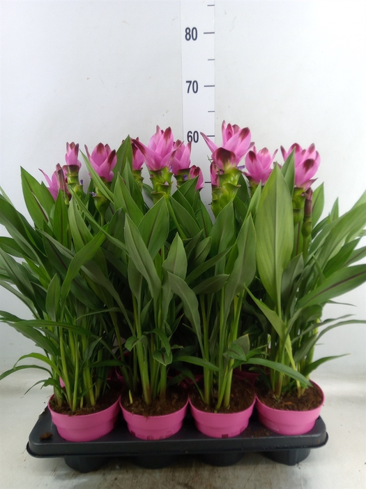 <h4>Curcuma alism. 'Siam Splash'</h4>