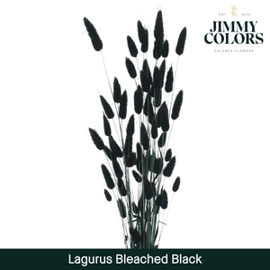 Lagurus Bleached Black