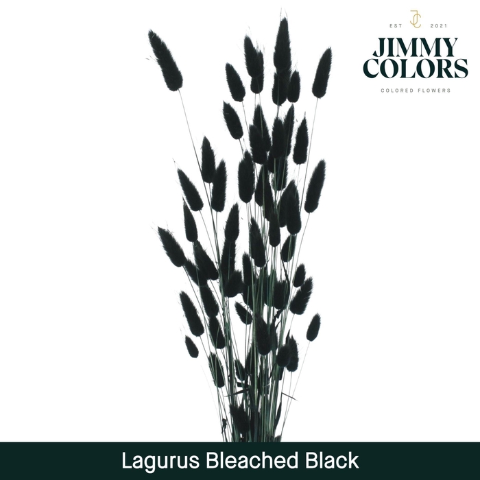 <h4>Lagurus Bleached Black</h4>