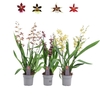 Orchideeen