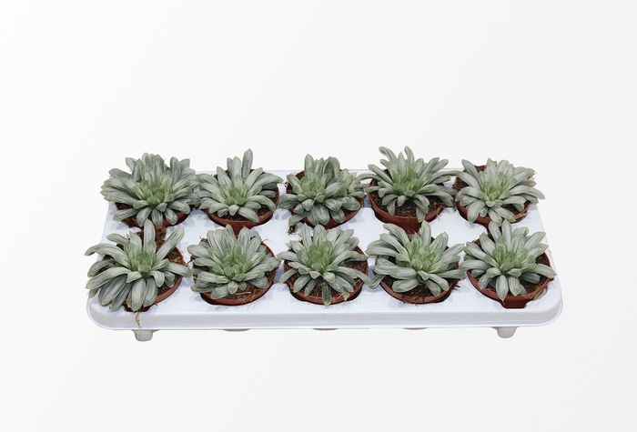 <h4>HAWO CYMBIFORMIS</h4>