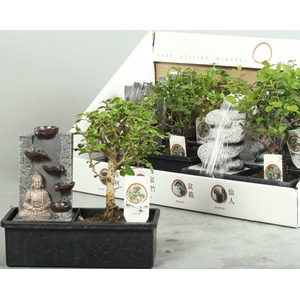 BONSAI GEM