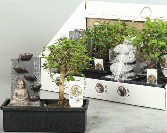 <h4>BONSAI GEM</h4>
