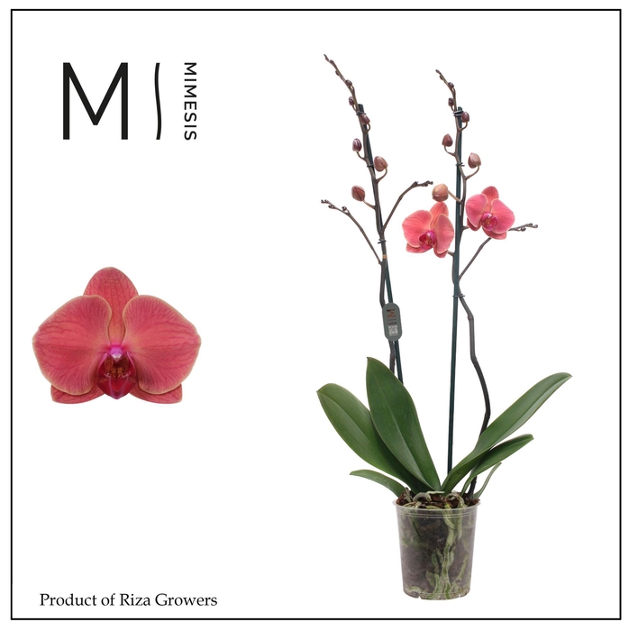 <h4>Phalaenopsis Asian Coral 2 spike - 12cm | Mimesis</h4>