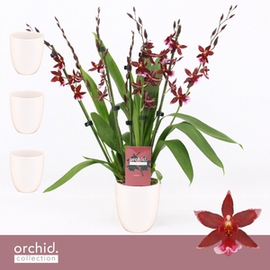 Barrocco Red, 7+ spike Compact in Lotte White 'Orchid Collection'